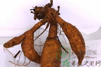 提防卵巢早衰 40岁女人吃什么养卵巢