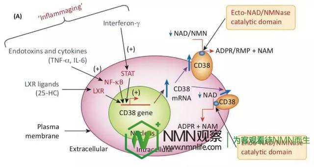 NMN中国:提升NAD+方式比较,烟酰胺/NAM可能是一个糟糕的策略