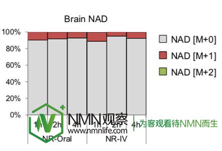 NMNйNAD+ʽȽϣ/NAMһĲ