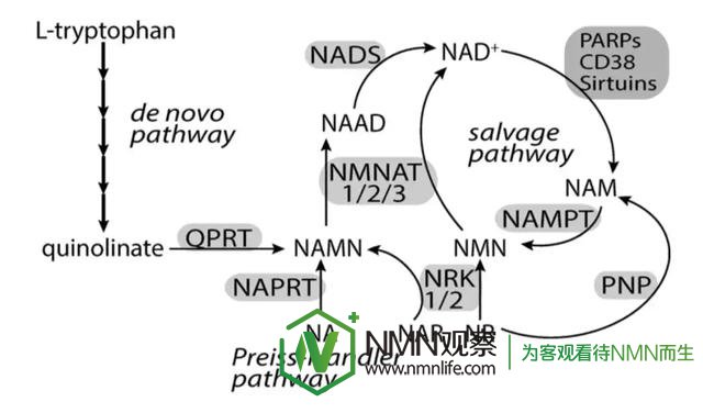 NMNйNAD+ʽȽϣ/NAMһĲ