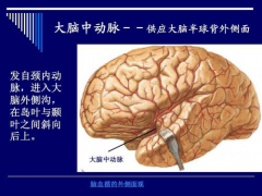 NMN对脑组织重量和体积的保护作用